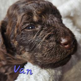 Van - Chocolate male Goldendoodle puppy in Kansas City, Missouri from Poppy's Doodles