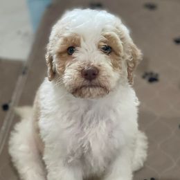 Goldendoodles from Cali Doodles Gone South