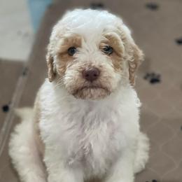 Goldendoodles from Cali Doodles Gone South