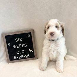 Bruce - White male Bernedoodle puppy in Sparrows Point, Maryland from Rosie’s Puppies