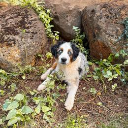 BaLu - Blue merle male Miniature Australian Shepherd puppy in Shingletown, California from Whiskeytown Aussies