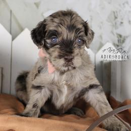 Bernedoodle and Goldendoodle Puppies from Adirondack Poodles Goldendoodles,Bernedoodles & Schnoodles