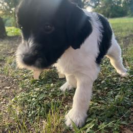 Stormy - Black and white female Aussiedoodle puppy in Eastland, Texas from H5 Mini Doodles