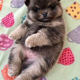Romeo - Blue and tan male Pomeranian puppy in New Oxford, Pennsylvania from J&T French Bulldog & Pomeranian Palacio