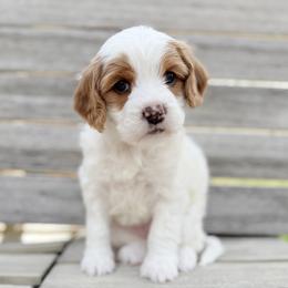 Magnolia (Blue) - Parti female Goldendoodle puppy in Twin Falls, Idaho from Magic Valley Family Doodles