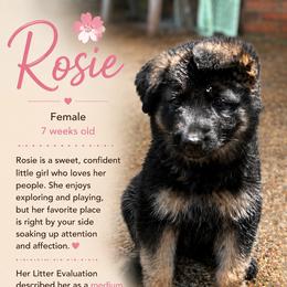 Rosie - Black and tan female Shiloh Shepherd puppy in Bartlett, Tennessee from The Mighty Quinn Shilohs