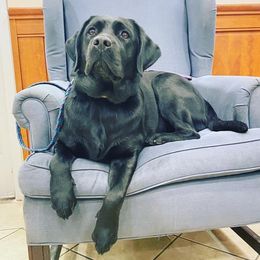 Labrador Retrievers from SandStorm Labradors