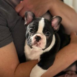 Summit - Black and white male Boston Terrier puppy in Edgewater, Florida from Homegrown Frenchtons