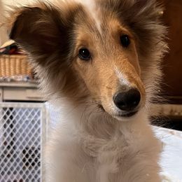 Boy 1 - White Collie puppy in Savannah, Missouri from Lakeside Collies