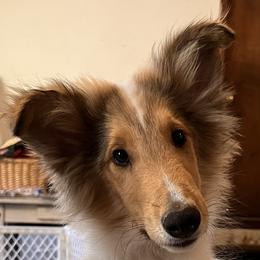 Boy 1 - White Collie puppy in Savannah, Missouri from Lakeside Collies