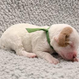 Daisy (Green) - Parti female Goldendoodle puppy in Twin Falls, Idaho from Magic Valley Family Doodles