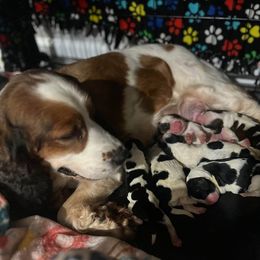 Halsie - English Springer Spaniel