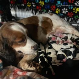 Halsie - English Springer Spaniel