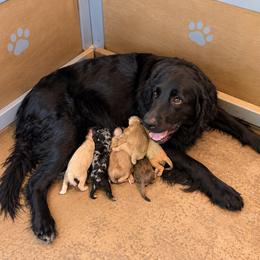 Goldendoodles, Golden Mountain Doodles, and Golden Retrievers from Snowy Goldens LLC