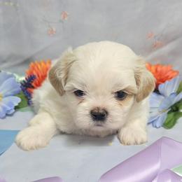 White cream spots boy - Cream and white male Shih Tzu puppy in Vinita, Oklahoma from Locust Creek Shih Tzu & Havanese