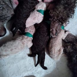 Poodle Puppies from Pampered Pawz