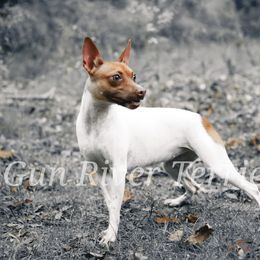 Franchi - Rat Terrier
