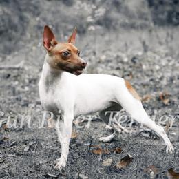 Franchi - Rat Terrier