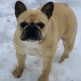French Bulldogs from Wusspurrs Frenchies