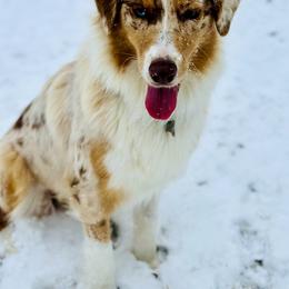 Australian Shepherd All Grown Up from Cobler Farms