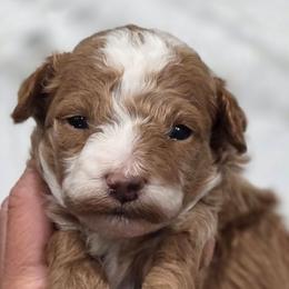Twix - Red  male Goldendoodle puppy in Vernon, Texas from Sugarland's Texas Goldendoodles