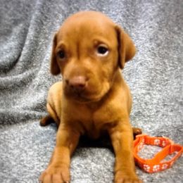 Orange collar - Golden rust male Vizsla puppy in Ganado, Texas from Roz Vizslas