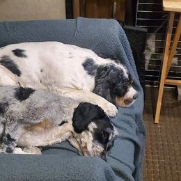 Cockapoos from Lonewolf's Litters