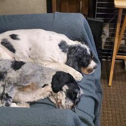 Cockapoos from Lonewolf's Litters