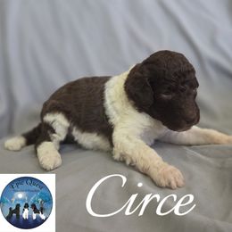 Circe - Parti female Poodle puppy in Petersburg, Virginia from Epic Quest Standard Poodles