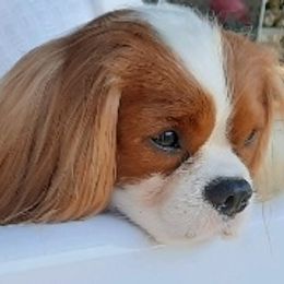 Cavalier King Charles Spaniel Puppies from Oxford Cavaliers