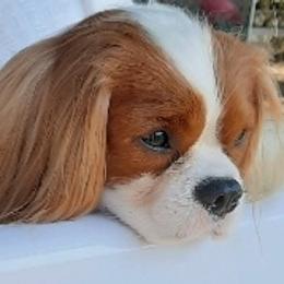 Cavalier King Charles Spaniel Puppies from Oxford Cavaliers