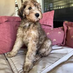 Whoodle Puppies from RockyRiverDoodles