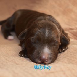 Milky Way - Chocolate male Australian Labradoodle puppy in York, Pennsylvania from Frosty Hill Australian Labradoodles