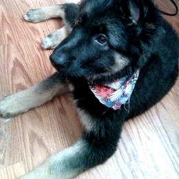 German Shepherd Puppies from EshelmanSchwitz German Shepherd Dogs