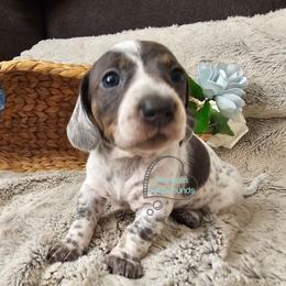 Kendall Blue pie girl smooth - Blue and tan female Dachshund puppy in Herald, California from Bluegum Dachshunds