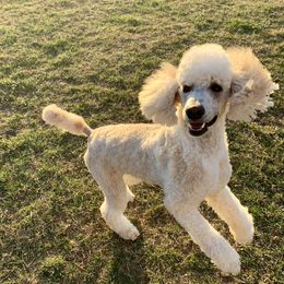 Archie - Poodle