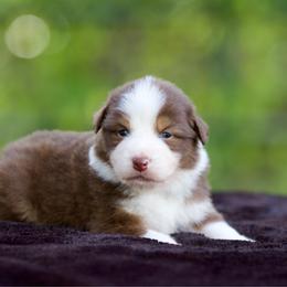 Tempo - Red tri-color male Australian Shepherd puppy in Stephenville, Texas from Diamond H Aussies