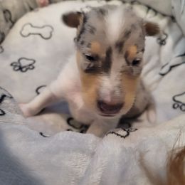 Lyra - Blue merle white and tan female Collie puppy in Mattoon, Illinois from Gold Leaf Collies