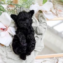 Beau - Black male Poodle puppy in Chapel Hill, North Carolina from Cyndi’s Poodles