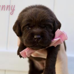 Bunny - Chocolate female Labrador Retriever puppy in Ocala, Florida from Moon river Labradors