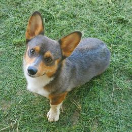 Chunk - Pembroke Welsh Corgi