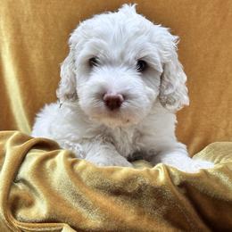 Cosmo (Cosmos) - Caramel cream Australian Labradoodle puppy in Round Rock, Texas from North Austin Labradoodles