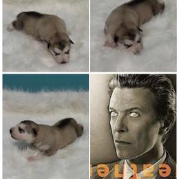 Heathen - Sable and white female Alaskan Malamute puppy in Easton, Maryland from Stars Howl-O Kennels by FurEver Friends Inc