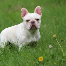 Tempi - French Bulldog