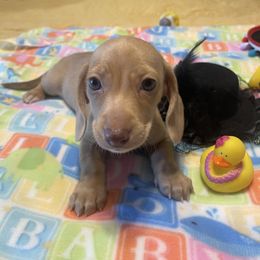Daphne - Chocolate female Dachshund puppy in Largo, Florida from FloriDachs Miniature Dachshunds
