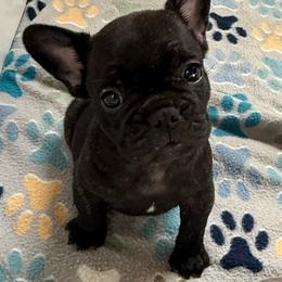 Green collar - Black and white female French Bulldog puppy in Livingston, Texas from Drake Home Frenchies