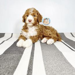 Aussiedoodle and Goldendoodle Puppies from Dandy Doodle Ranch