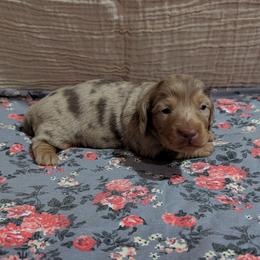 Taffy - Dapple female Dachshund puppy in Lyles, Tennessee from Knox Ridge Dachshunds