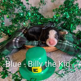 Blue - Billy the Kid - Black rust and white male Bernese Mountain Dog puppy in Marion, Indiana from Zarah's Bernese Mountain Dogs