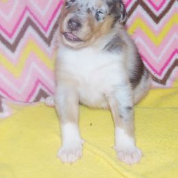 Collie Puppies from Thorndale Collies